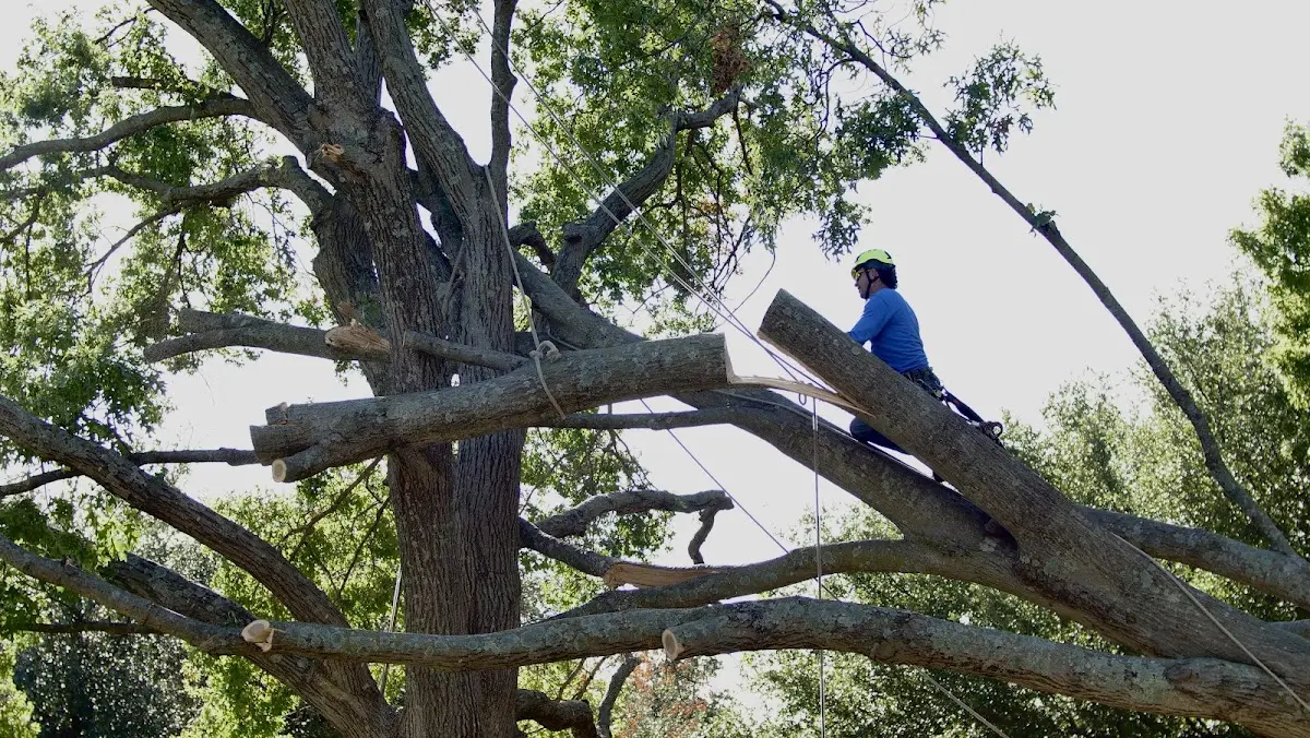 Professional Crown Thinning performed by certified arborists in Poplar Bluff