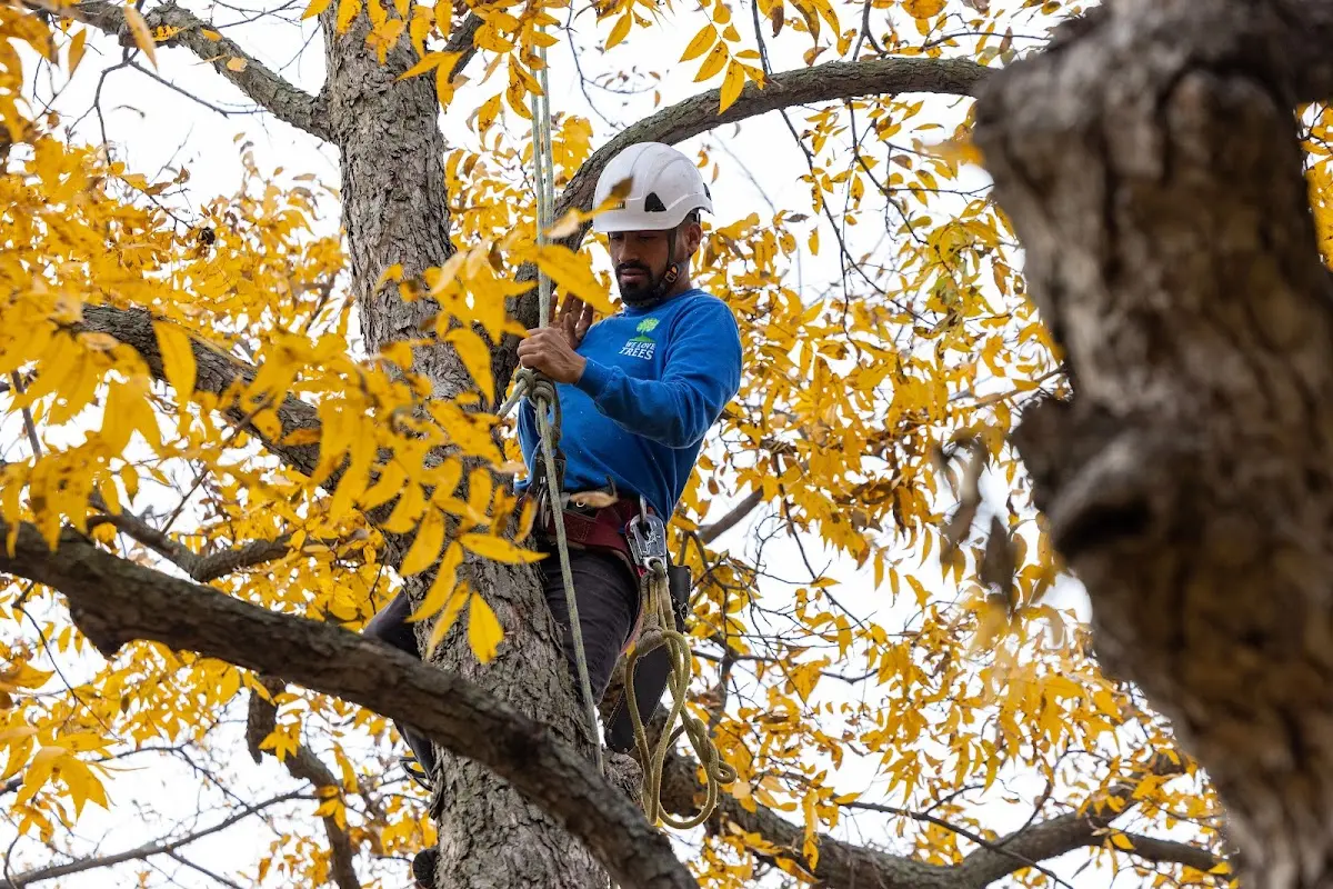 Skilled Tree Planing crew working in Poplar Bluff